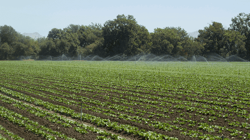 Salinas Farms